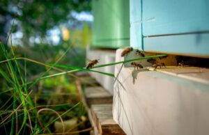 Mice Rat test1 (Copy)
